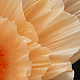photo-2976860